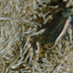 Illustration for article titled New species of eyeless shrimp discovered swarming the deepest volcanic vents on Earth
